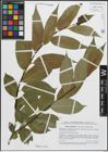 Foto von Salix pentandra L.